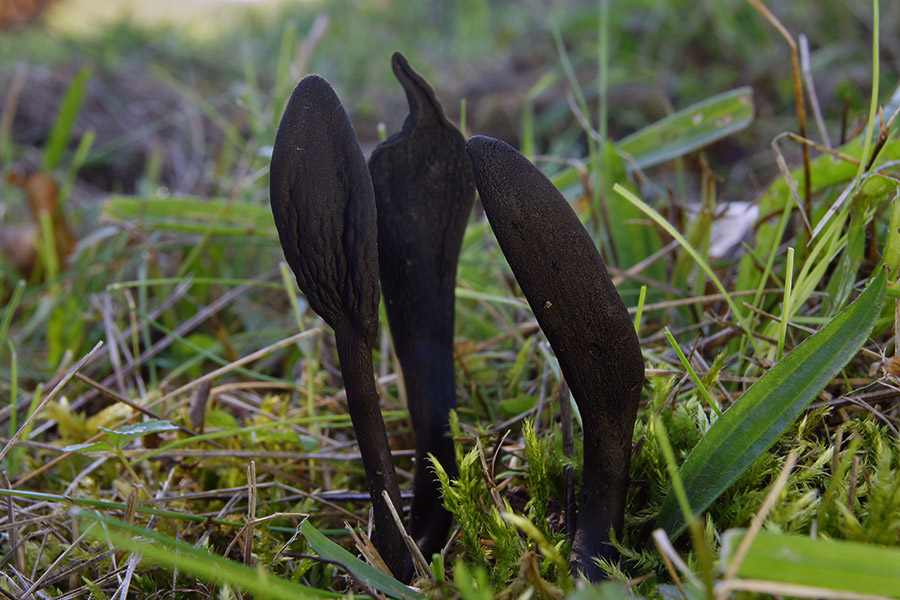 Lanzia luteovirescens? Und weitere Fotos.